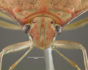 Media type: image;   Entomology 619797 Aspect: head frontal view